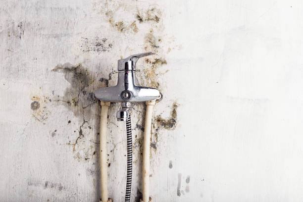 Best Certified Mold Removal  in Bonnie Brae, IL