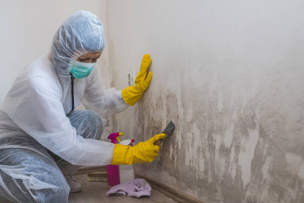 Best Black Mold Removal  in Bonnie Brae, IL