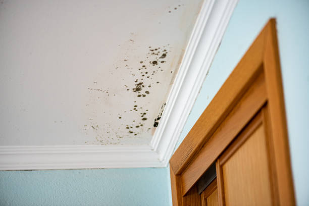 Best Crawl Space Mold Removal  in Bonnie Brae, IL