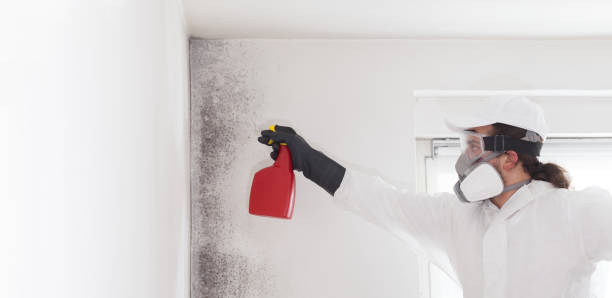 Best Office Mold Removal Services  in Bonnie Brae, IL