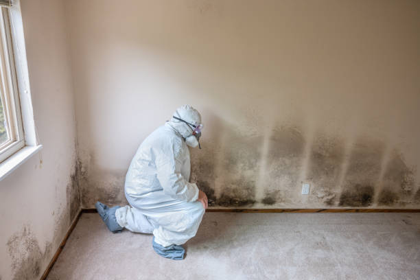 Certified Mold Removal in Bonnie Brae, IL